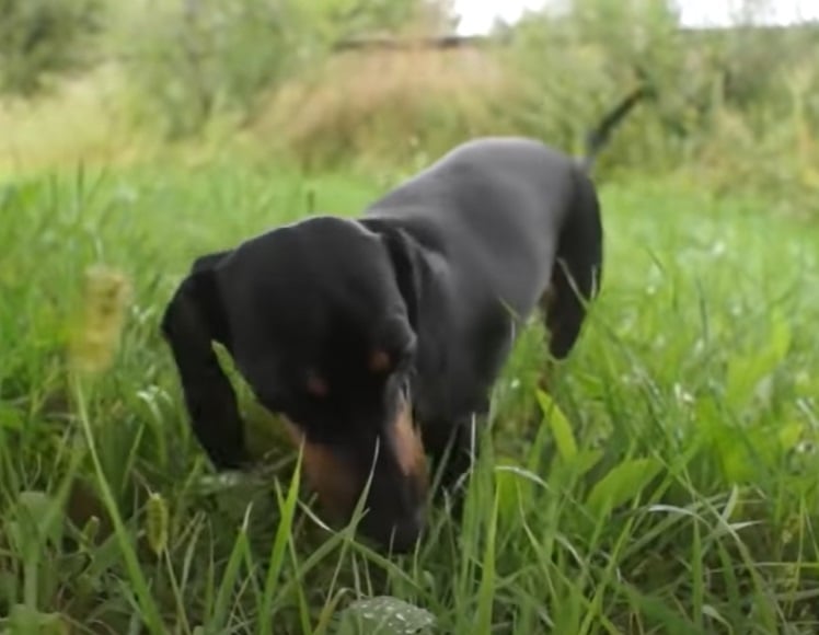 Dachshund — O popular “salsicha” foi desenvolvido para a caça e precisava ser corajoso, persistente e capaz de alertar os caçadores durante a perseguição. Mesmo como animal de companhia, mantém forte instinto de vigilância e pode latir bastante diante de estímulos externos.