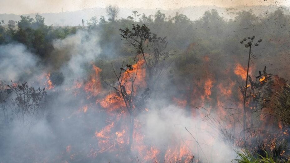 Os incêndios responderam por 42% da perda mundial de cobertura arbórea em 2025, considerando também regiões temperadas e frias. Calor e seca intensificam essa ameaça. Esse indicador inclui perdas temporárias e não deve ser confundido com desmatamento permanente.