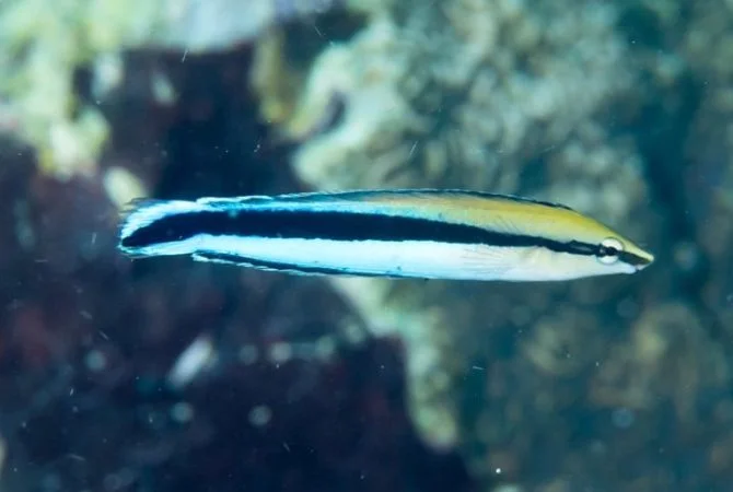 Estudo revela inteligência de peixe que impressiona os pesquisadores