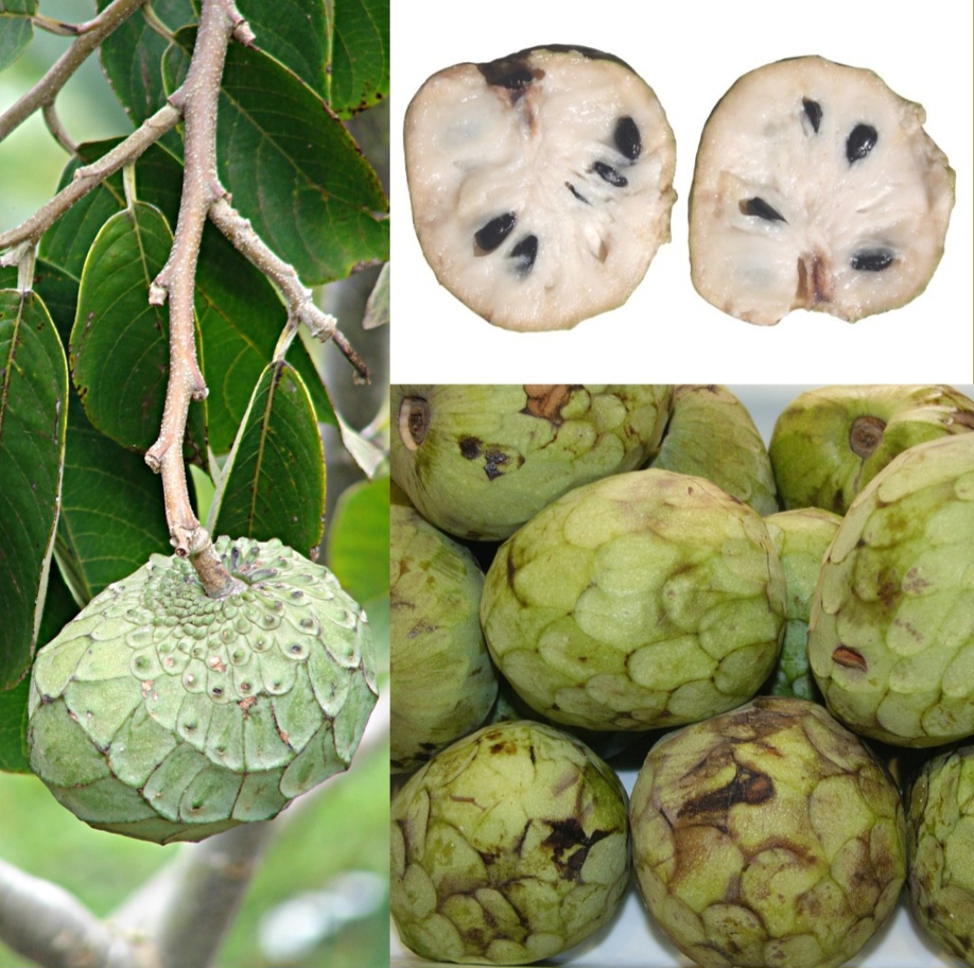 A cherimoia tem casca verde e áspera, que pode ser lisa ou apresentar pequenas protuberâncias. A polpa é branca, cremosa e macia, com várias sementes pretas e lisas. Com tamanho variável, pesando entre 200 e 800 gramas, tem sabor doce e aromático, que parece uma combinação de banana, abacaxi, morango, manga e papaia. - Agnieszka Kwiecie?, Nova  wikimedia commons 