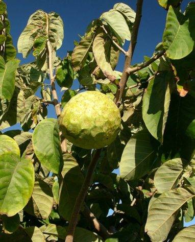 Frutas