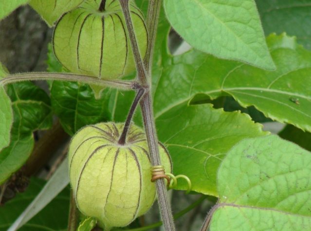 Frutas