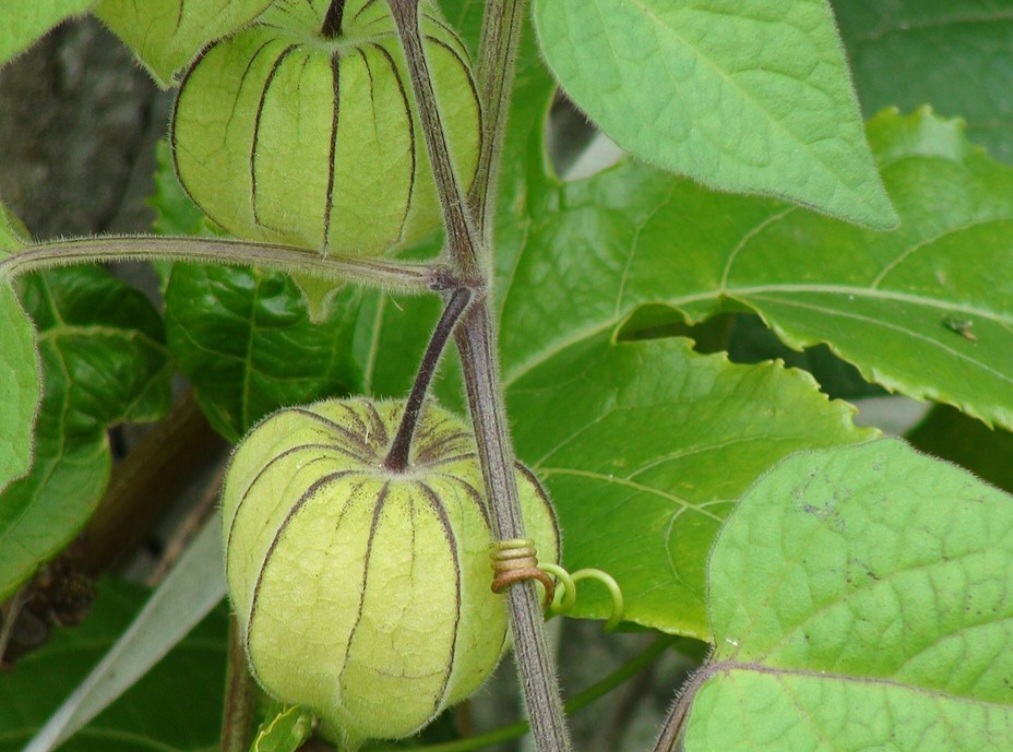 Physalis (Physalis angulata) - Popularmente chamada de "fisális", "camapu", "juá-de-capote", "capucho" ou "groselha-do-mato", é nativa da América do Sul, especialmente das regiões montanhosas do Peru, Equador e Colômbia. 

Origem: - Gold Bernard wikimedia commons 
