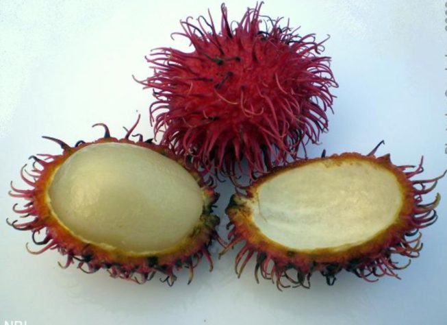 Frutas