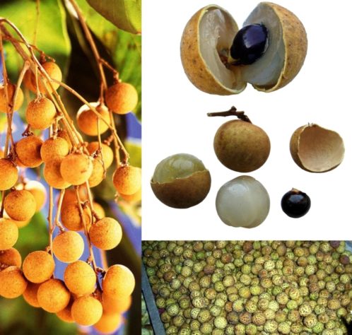 Frutas