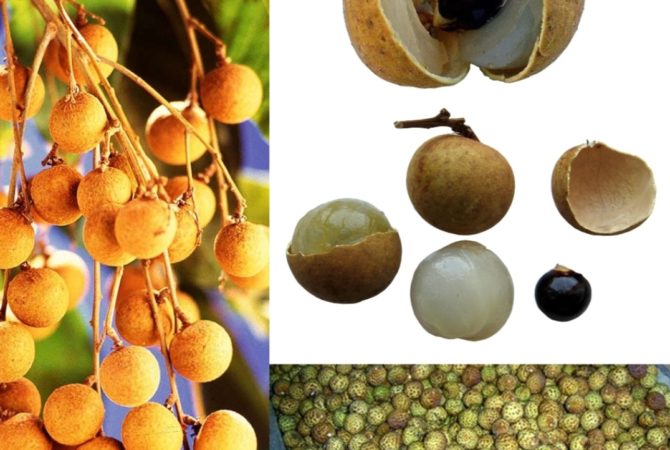 Frutas suculentas que vieram de outros países ganham espaço no Brasil
