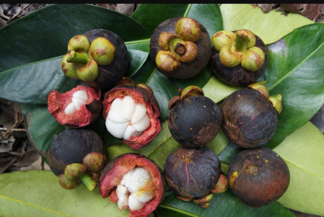 A fruta é arredondada com diâmetro de 4 a 7 cm. Tem casca espessa, de cor roxa escura, que se torna marrom-escura quando a fruta está madura. Seu sabor é doce e levemente ácido. A polpa tem textura macia e suculenta, com sabor delicado que combina notas de pêssego, abacaxi, morango e cítricos. - Michael Hermann wikimedia commons 