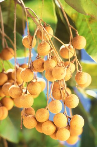 Frutas