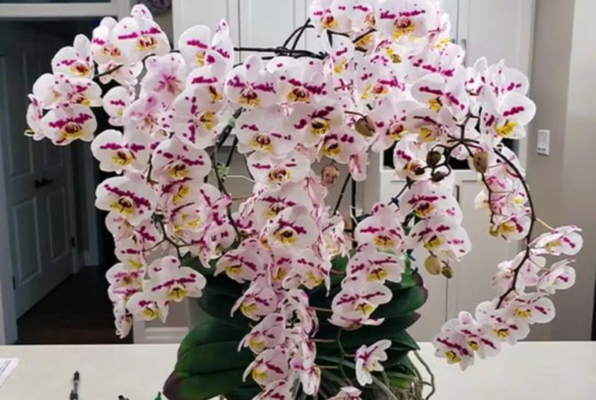 Orquídea com 159 flores está no Livro dos Recordes