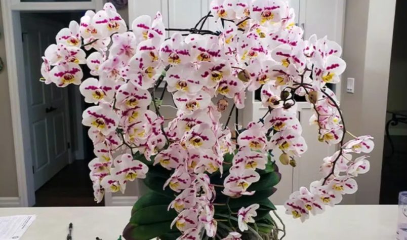 Orquideas