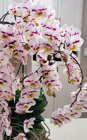 Orquideas