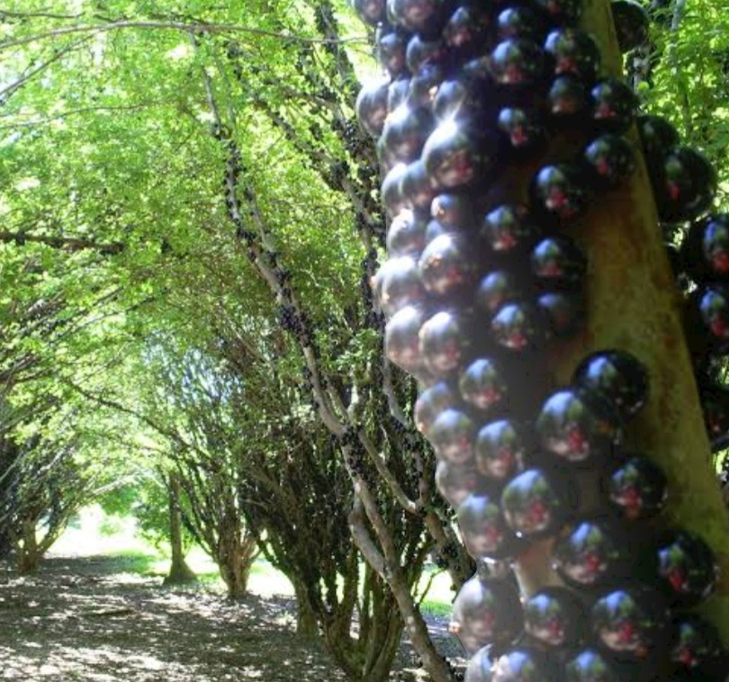 Alguns visitantes fazem piqueniques à sombra das jabuticabeiras, outros penduram redes e tiram uma bela soneca. Há também quem passe a manhã e tarde coletando e comendo frutos. Andar entre as árvores é como caminhar por um labirinto.