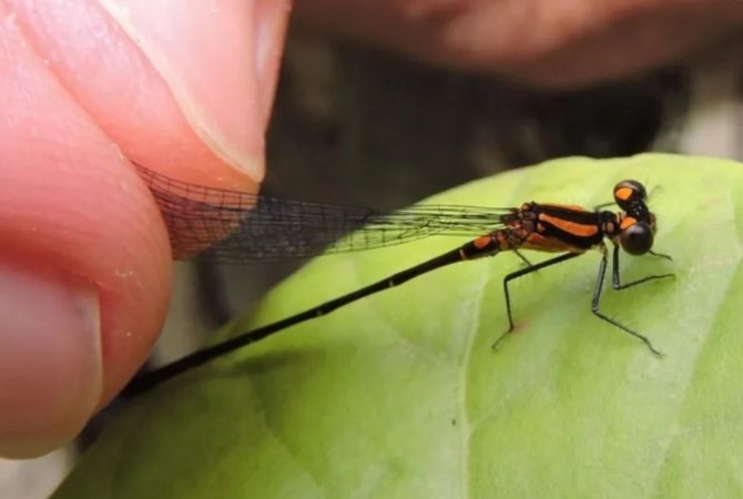 Cientistas revelam novas espécies de libélulas