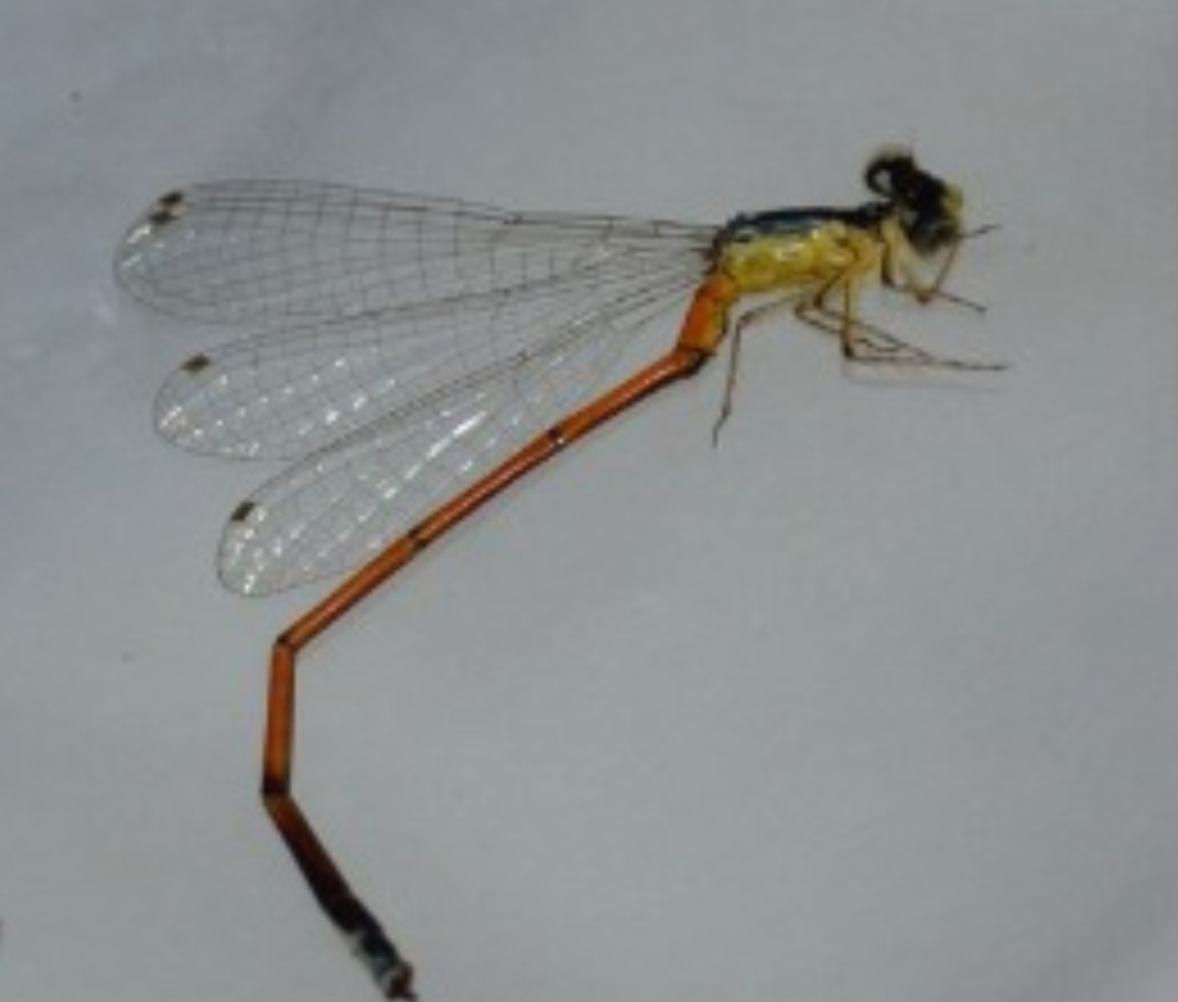 A segunda, do gênero Minagrion, foi batizada de Minagrion Vereda, em homenagem ao parque, que é uma das principais unidades de conservação do Cerrado, importante bioma na diversidade da Natureza no Brasil.