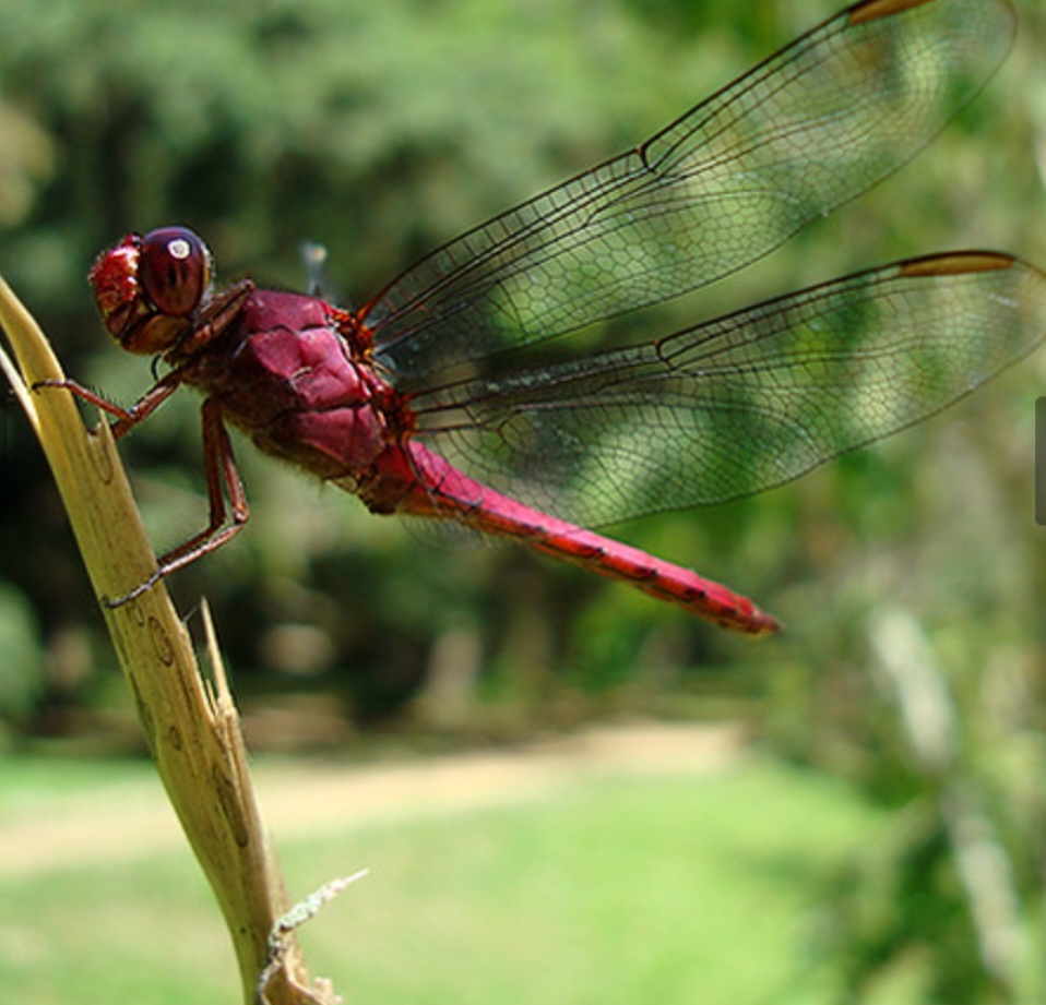 A Libélula Vermelha é um nome comum para várias espécies da família Libellulidae que apresentam cores brilhantes, como a Sympetrum sanguineum, conhecida como Libélula Sangüínea ou Libélula de Fogo