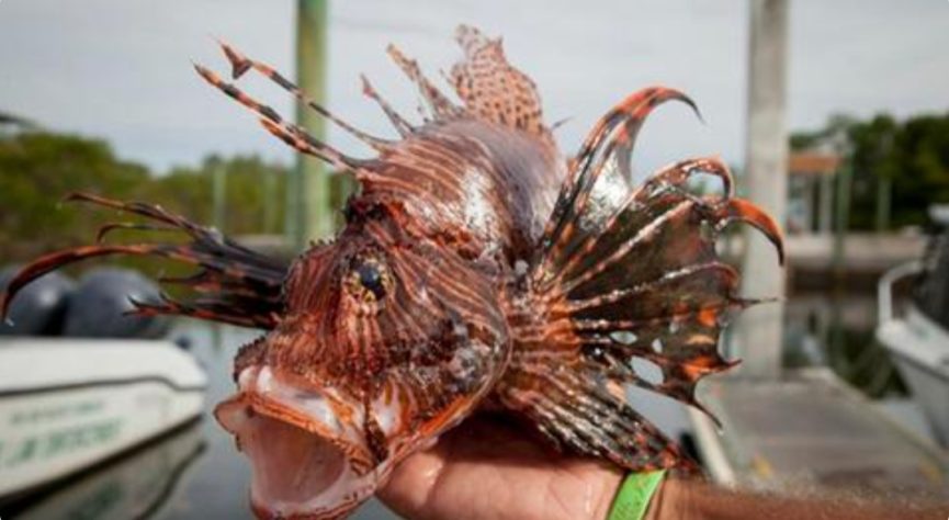 Peixe-leão