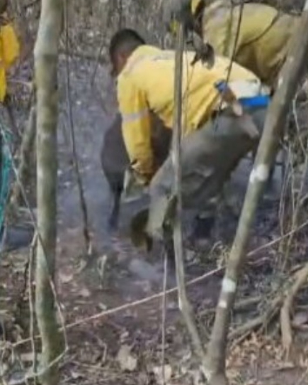 Socorristas resgatam anta em parque com fogo subterrâneo