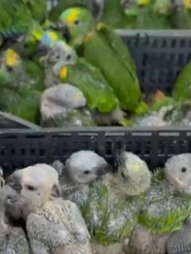 Jandaia, símbolo do Ceará e sob risco de extinção, aparece em Fortaleza