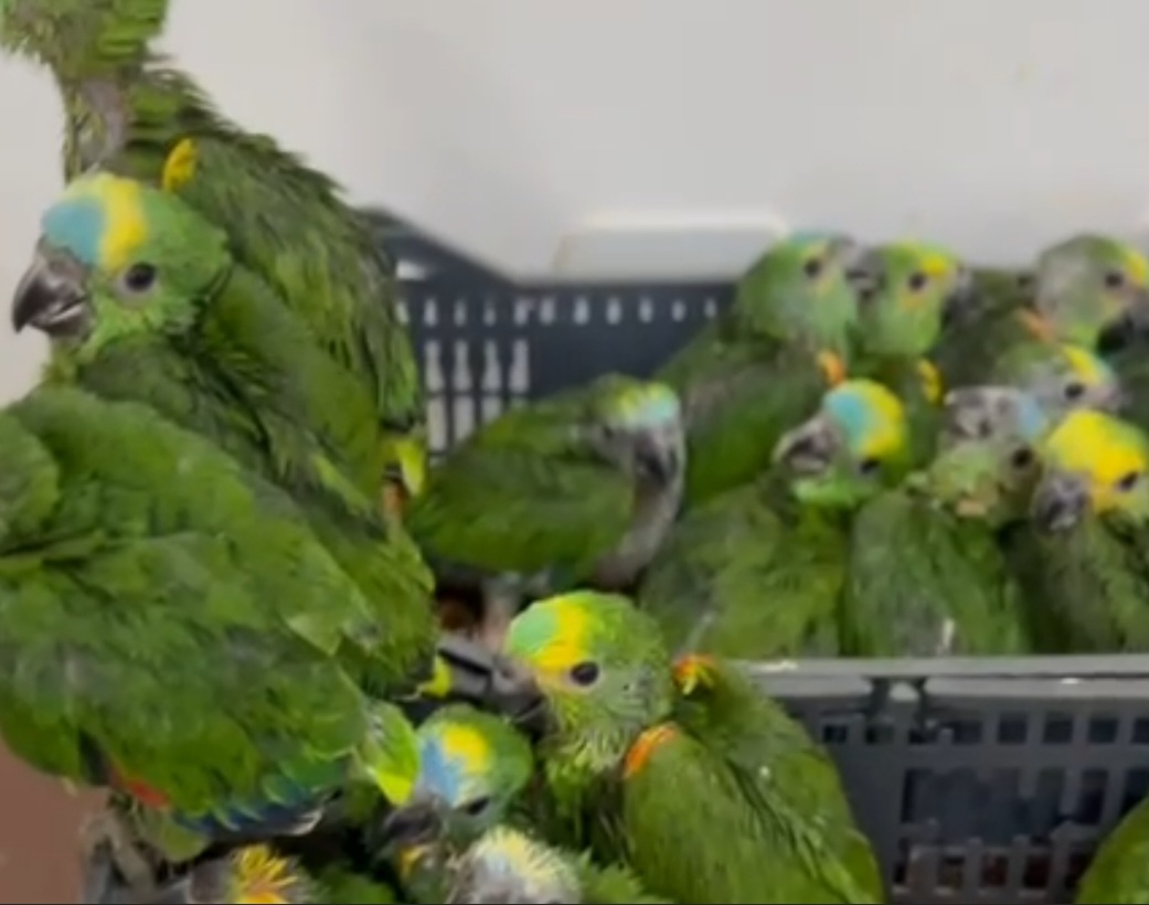O Batalhão da PM Ambiental informou que o motorista confessou ter recebido as aves em um posto de combustível em Ivinhema (MS) para transportá-las até Ponta Grossa (PR), onde seriam vendidas.