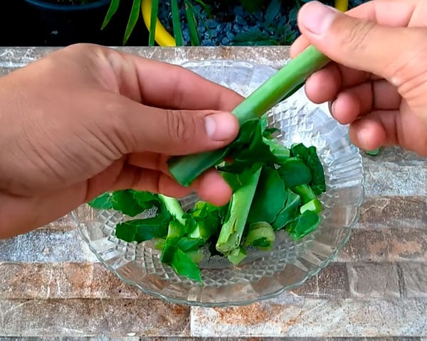 <p>Além de sua função biológica, a clorofila também é estudada por seus possíveis benefícios à saúde. Ela é encontrada em alimentos como vegetais verde-escuros.</p>
