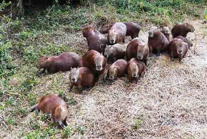 Capivara - Flickr silene andrade