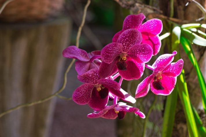 Orquideas