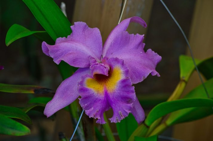 Orquideas