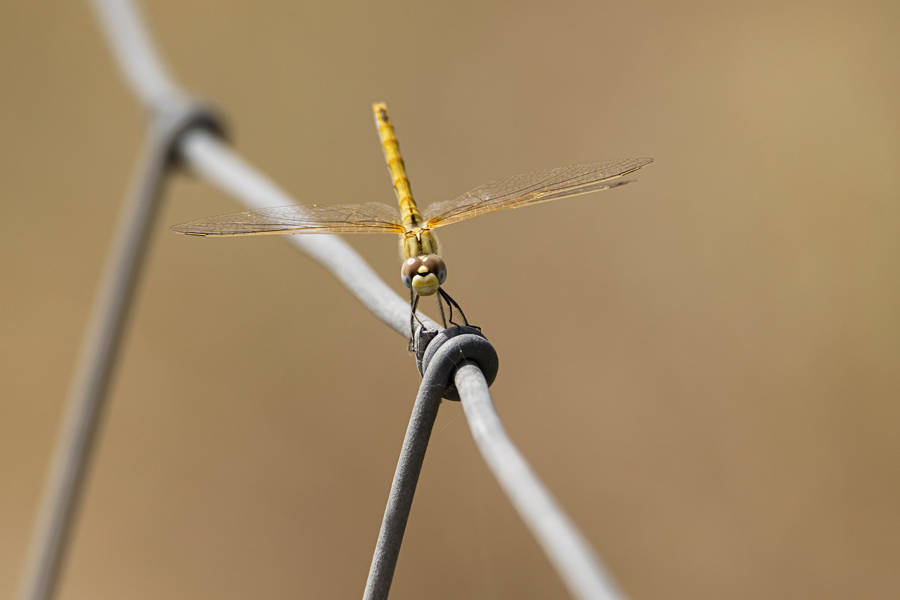 As libélulas são insetos fascinantes que servem como indicadoras ecológicas, já que sua presença está frequentemente associada à boa qualidade da água em ambientes aquáticos. Veja curiosidades sobre elas.