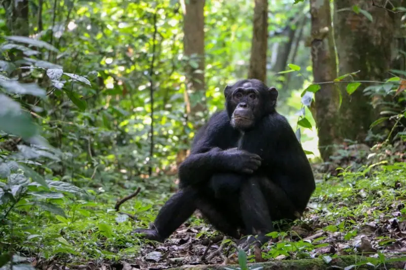 Cientistas confirmam que chimpanzés se curam com plantas medicinais