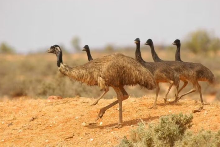 Emus na Austrália