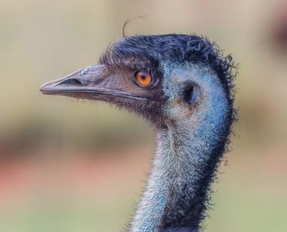 Ovos de emu costeiro