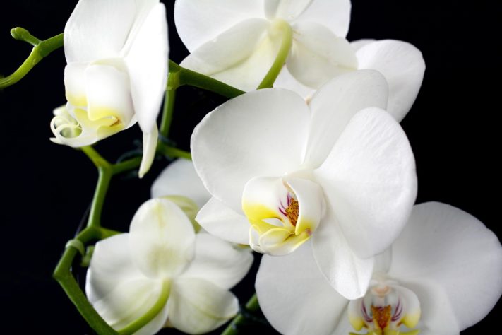 Orquideas