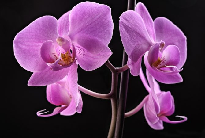 Estudo revela por que o Brasil concentra tanta diversidade de orquídeas