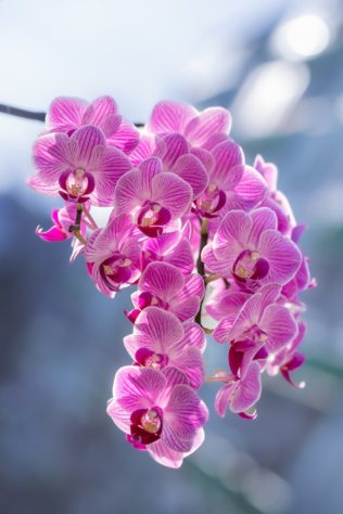 Orquideas
