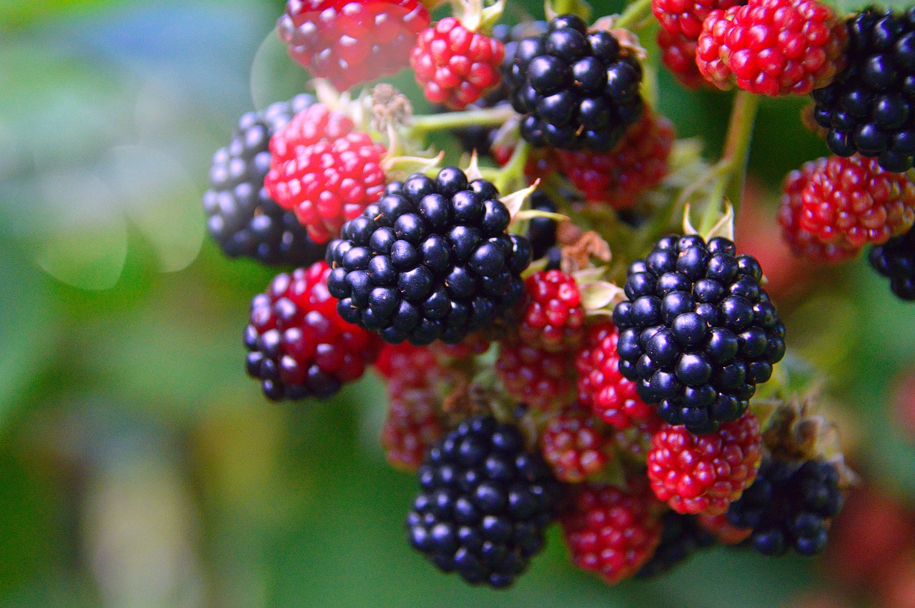 Amora - A fruta é rica em pectina e tem um sabor intenso. A geleia preparada com amora é densa e aromática.