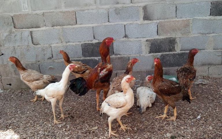 Entretanto, eles preferem hospedeiros humanos devido à facilidade de acesso em residências e móveis. Espécies relacionadas, como Cimex hemipterus, também podem atacar aves em habitats específicos.
