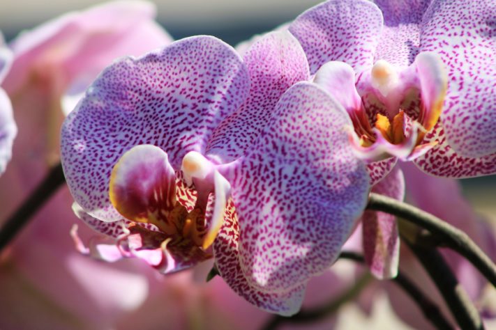 Orquideas