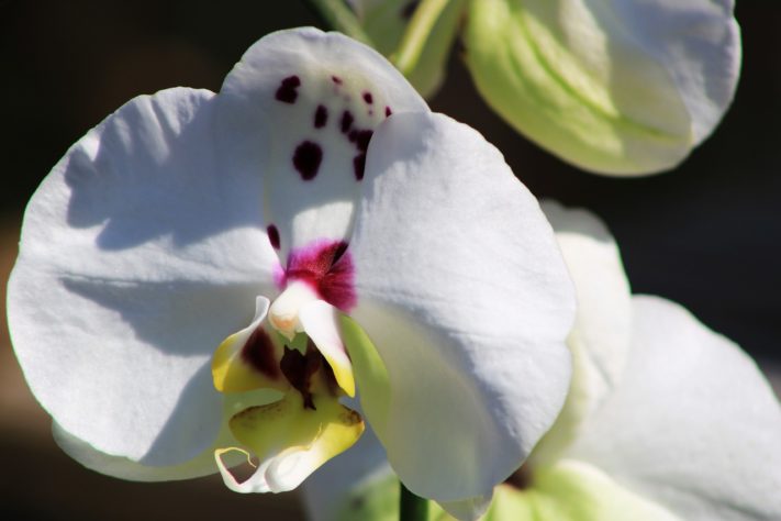 Orquideas