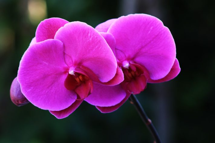 Orquideas