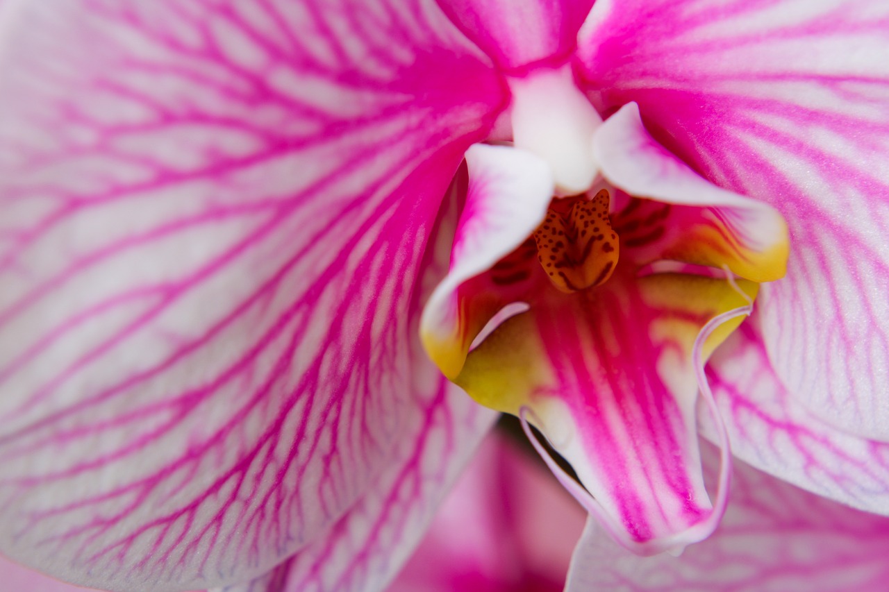 As flores de orquídeas têm três pétalas e três sépalas. Uma das pétalas é modificada em um "labelo" (ou lábio), que serve para pouso de polinizadores, como abelhas ou mariposas. Uma coluna contém tanto as partes masculinas quanto as femininas da flor.
