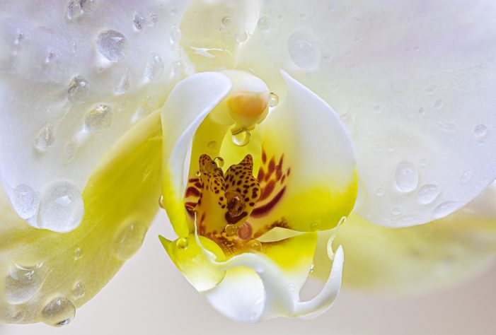 Orquideas