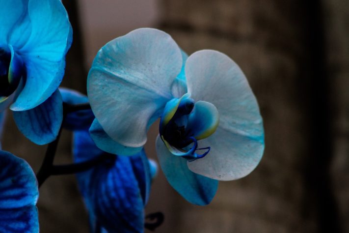 Orquideas 