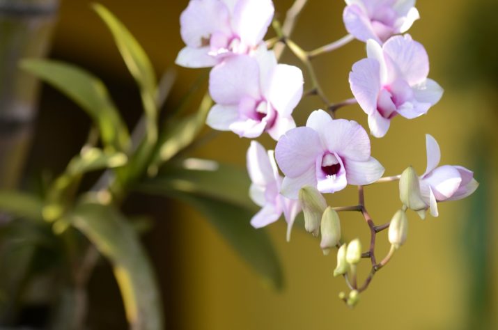 Orquideas