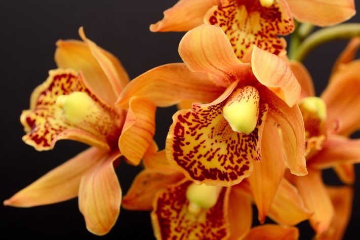 Orquideas