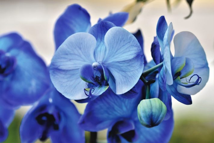 Orquideas