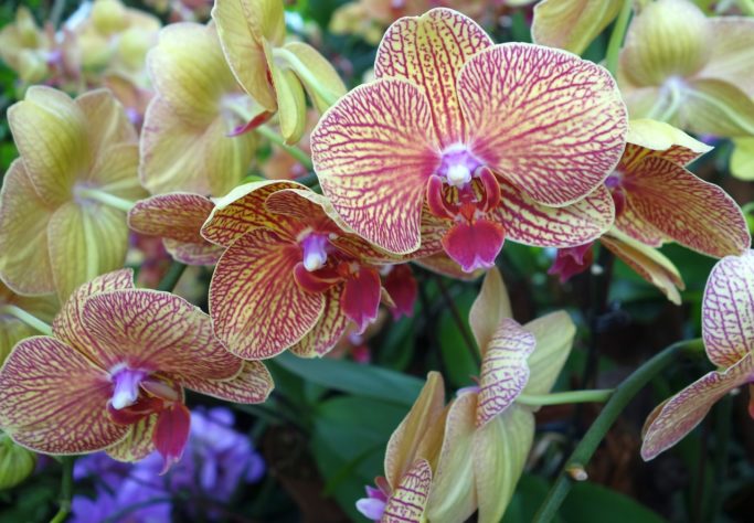 Orquideas