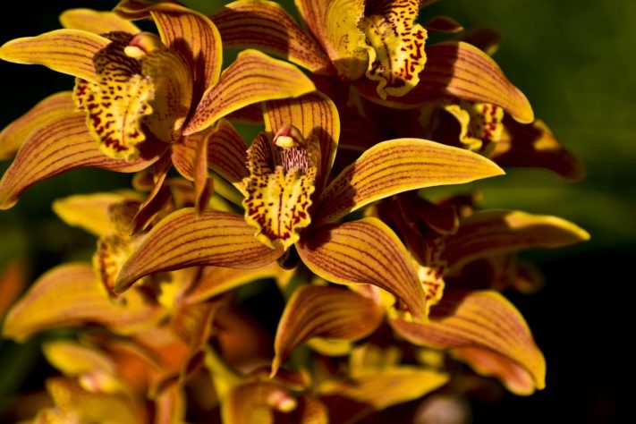 Orquideas