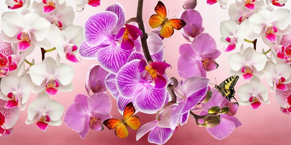 Orquideas