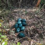 Cientistas australianos encontraram ovos azul-turquesa de espécie rara de emu - Divulgação/NSW Government