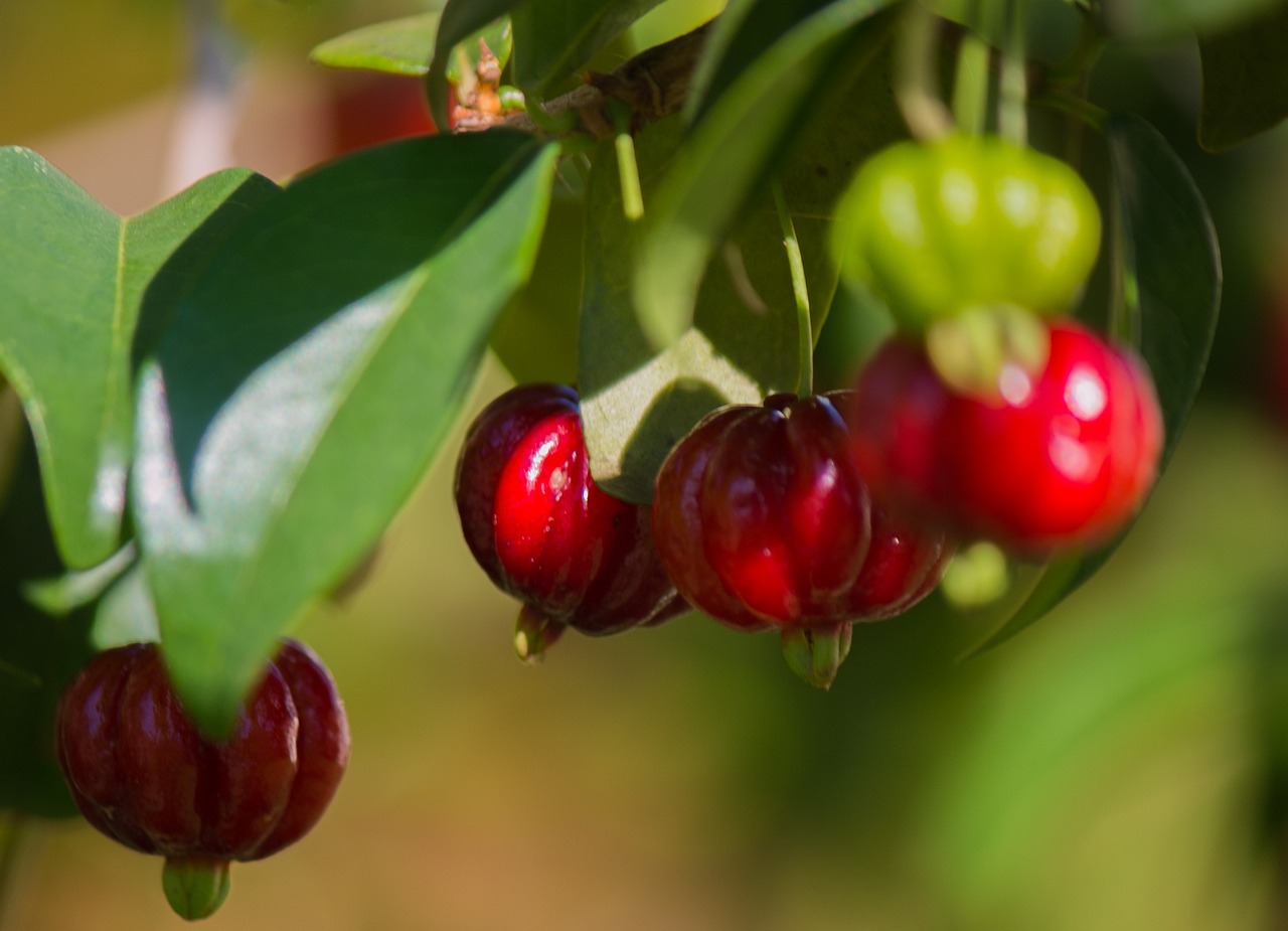 A pitangueira está presente em muitas cidades do Sudeste e Sul, como Curitiba, São Paulo e Belo Horizonte. Gosta de clima ameno ou tropical úmido, sendo muito plantada em calçadas e jardins urbanos.